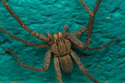 Red-faced Bromeliad Spider