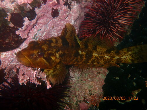 Rock Greenling