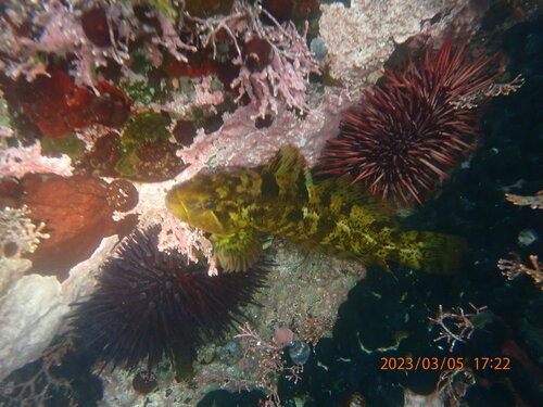 Rock Greenling