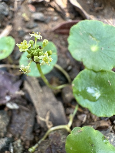 Hydrocotyle umbellata image