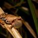 Estrella Tree Frog - Photo (c) Henrique Nogueira, all rights reserved, uploaded by Henrique Nogueira