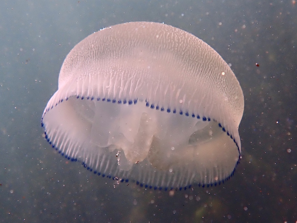 Blue Blubber Jelly From Bass And Flinders Point, Cronulla NSW 2230 ...