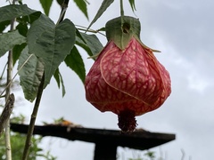 Callianthe picta image