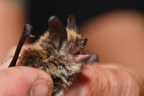 Myotis mystacinus