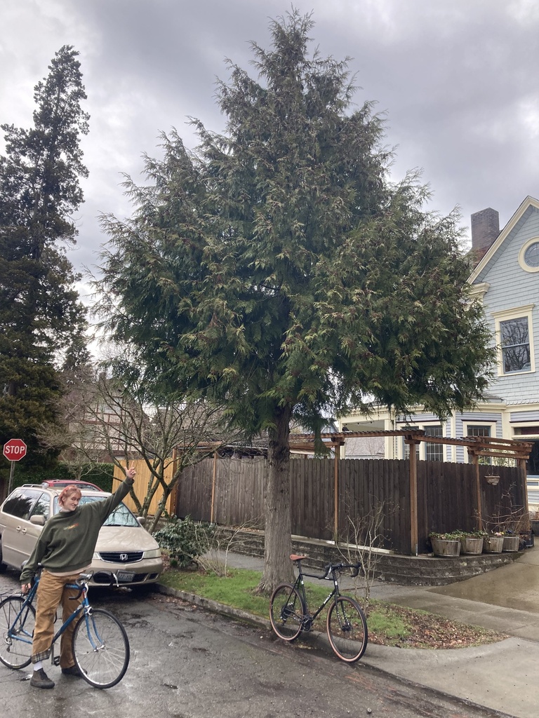 western redcedar from N M St, Tacoma, WA, US on March 7, 2023 at 03:50 ...