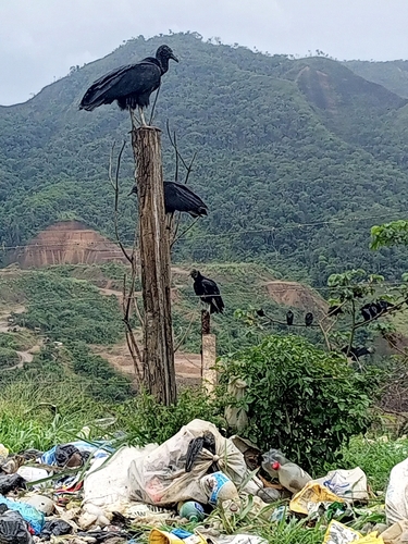 Black Vulture