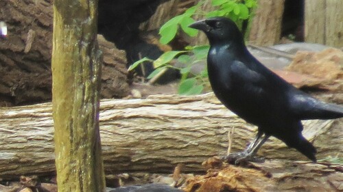 Cuban Blackbird