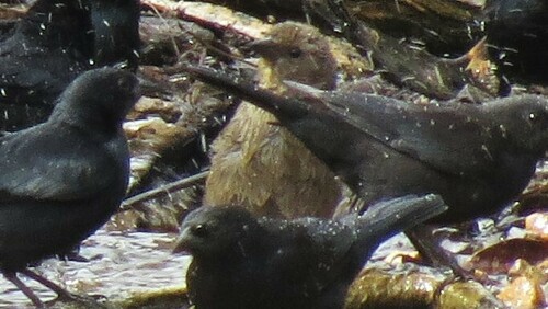 Shiny Cowbird