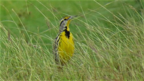 Eastern Meadowlark