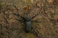 Rhinostomus barbirostris image