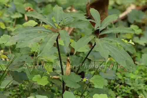Arisaema hunanense