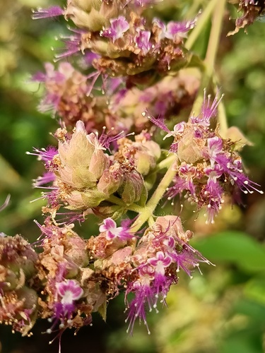 patchouli (Pogostemon cablin)