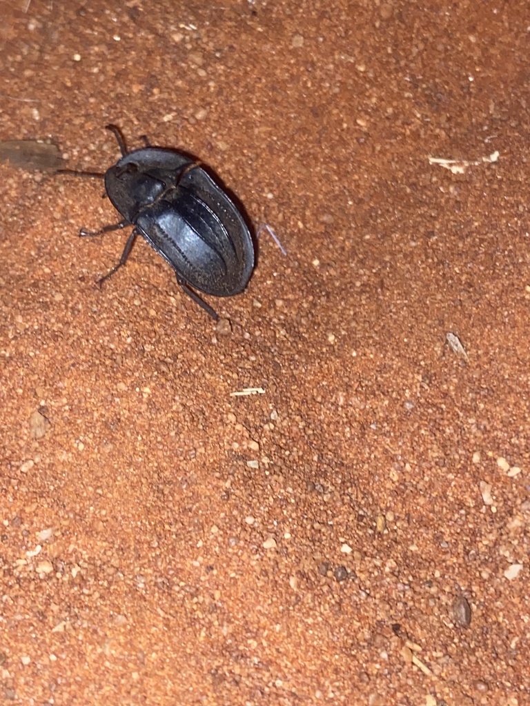 Piedish Beetles from Newhaven, Lake MacKay, NT, AU on March 07, 2023