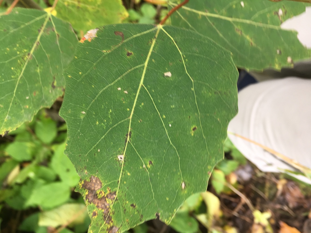 미류나무 from North Country National Scenic Trl, Duluth, MN, US... 오전 by Dylan Horne · iNaturalist 미류나무 (Populus deltoides)