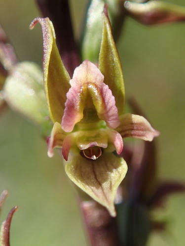 Prasophyllum niphopedium thumbnail