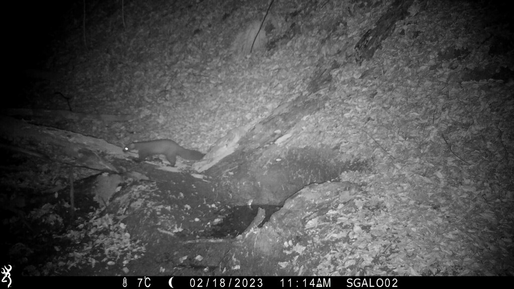 Eurasian Pine Marten from Gornja Pištana, Croatia on February 18, 2023 ...