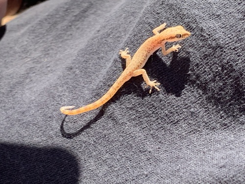 Tripoli Gecko