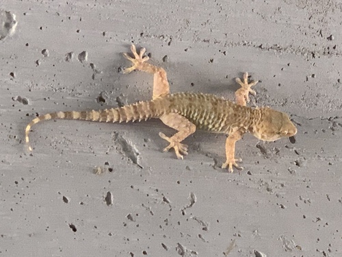 Desert Wall Gecko