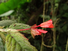 Begonia suaviola image