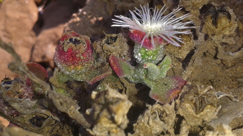 Crystalline ice plant