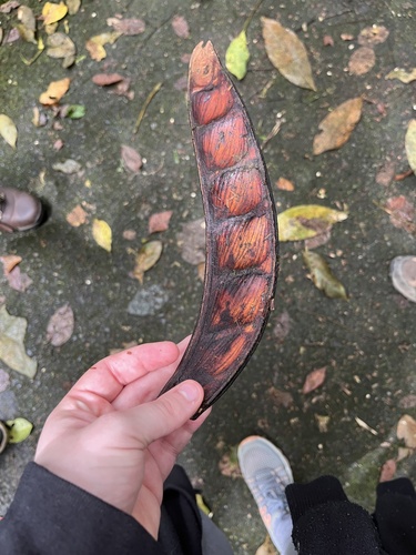 Pentaclethra macroloba - Leaves