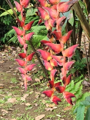 Heliconia pogonantha image