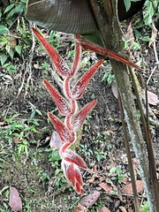 Heliconia vellerigera image