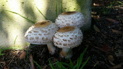 Shaggy Parasol
