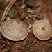 Trochoidea elegans - Photo (c) snailman, todos los derechos reservados, subido por snailman
