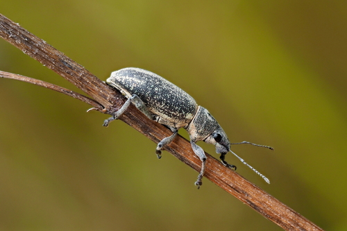 Brachyderes lusitanicus (Fabricius, 1781)