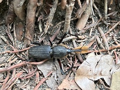 Rhinostomus barbirostris image