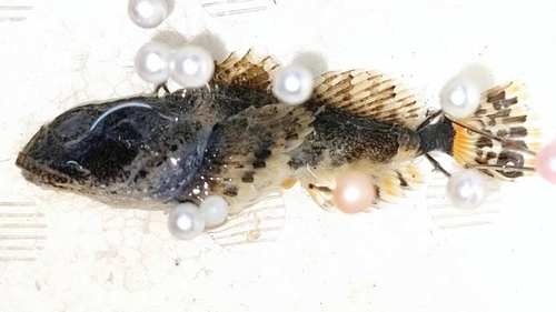 Steller's Sculpin