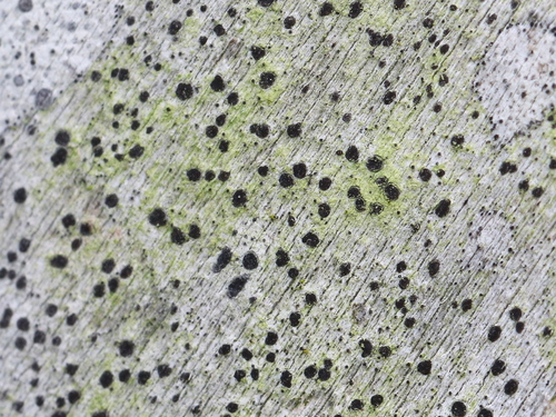 Pyrenula subferruginea