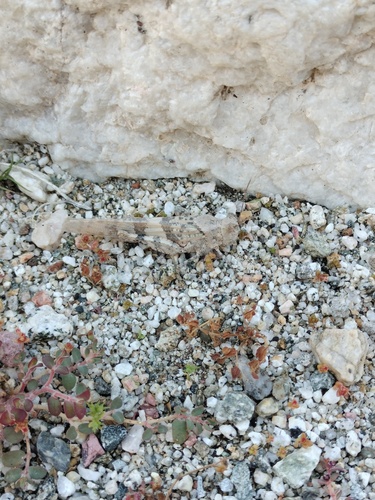iNaturalist observation photo of Pallid-winged Grasshopper