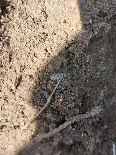 iNaturalist observation photo of Typical Silverfishes