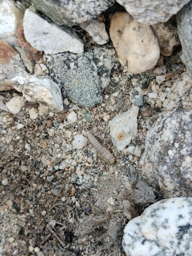 iNaturalist observation photo of Typical Silverfishes