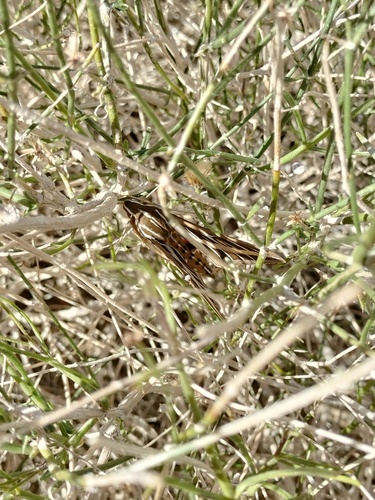 iNaturalist observation photo of White-lined Sphinx
