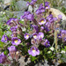 Malling Toadflax - Photo (c) Tig, all rights reserved