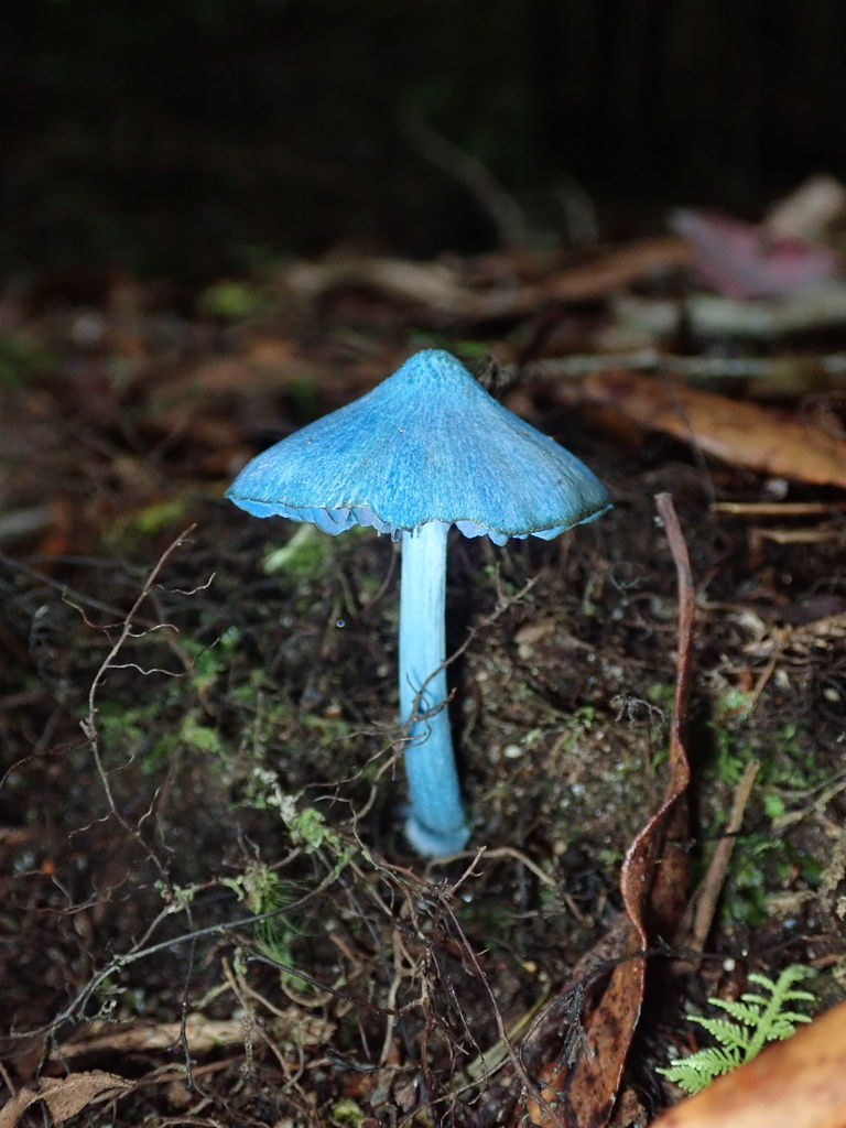 blue pinkgill from Pureora Forest Park, Pureora, Manawatū-Whanganui, NZ ...