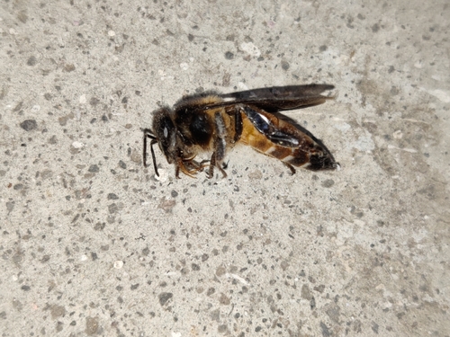 Giant Honey Bee