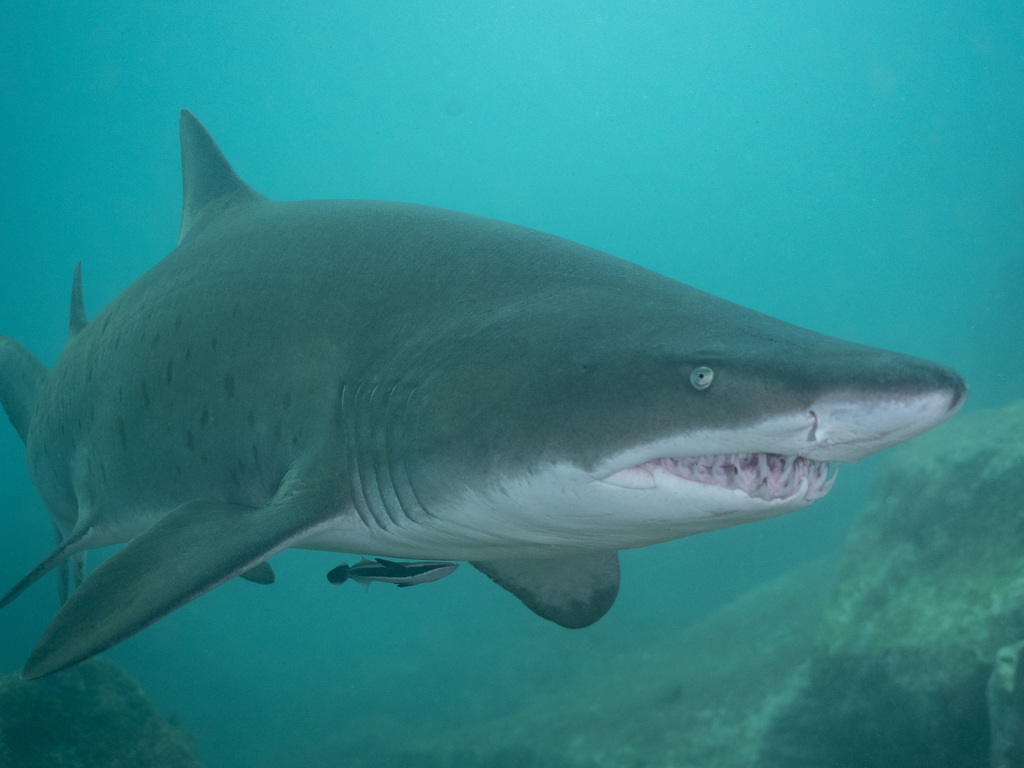 Sand Tiger Shark from Bushranger Bay, Shell Cove, New South Wales ...