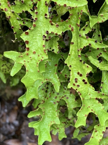 Sticta canariensis