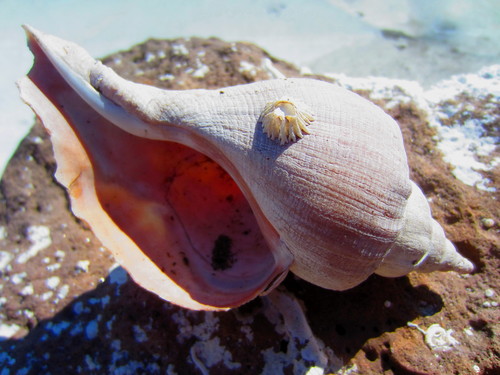 Red Whelk
