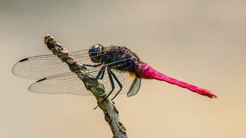 Common Red Skimmer