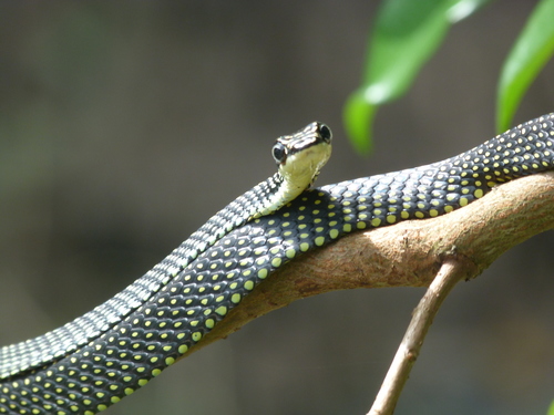 É verdade que existem cobras voadoras?