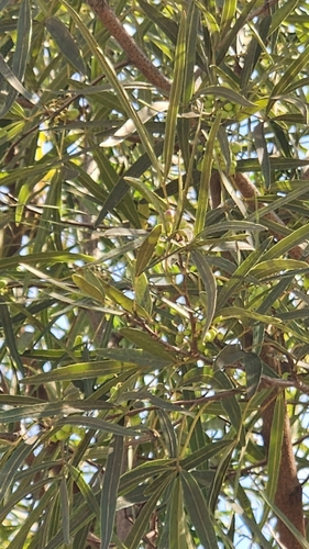 iNaturalist observation photo of african sumac