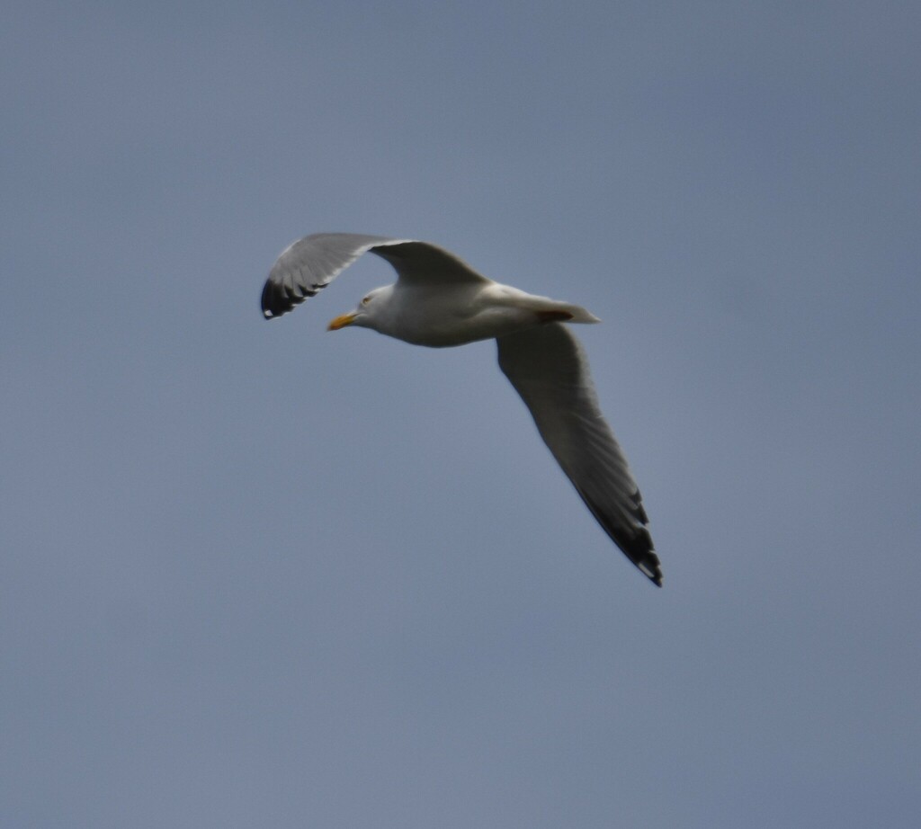 Herring Gull from Jones Dr, New Franklin, OH 44319, USA on March 09