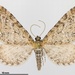 Eupithecia satyrata - Photo (c) naturecandids, todos os direitos reservados, uploaded by naturecandids