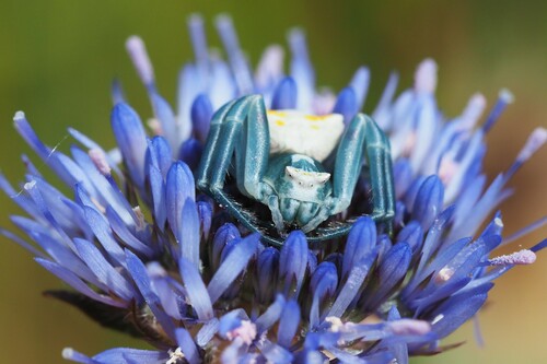 Heather crab spider