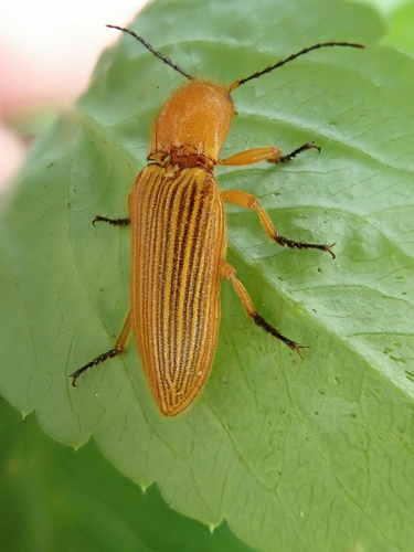 Subfamily Hemiopinae · iNaturalist